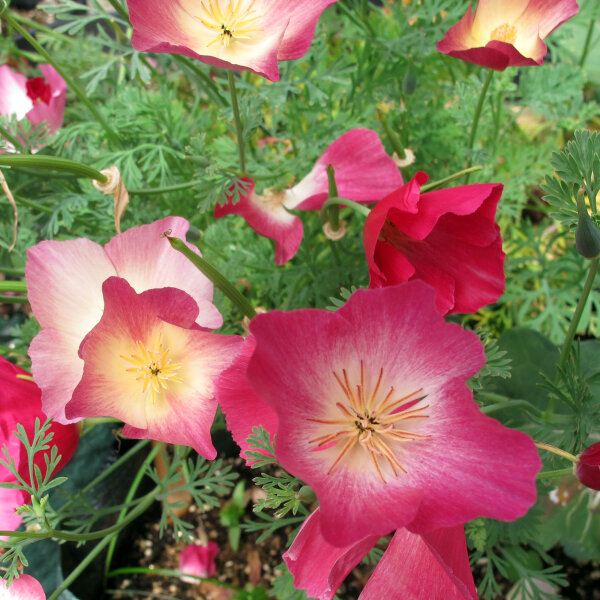 Californian Poppy Carmine King (Eschscholzia californica) seeds