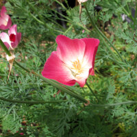 Californian Poppy Carmine King (Eschscholzia californica) seeds