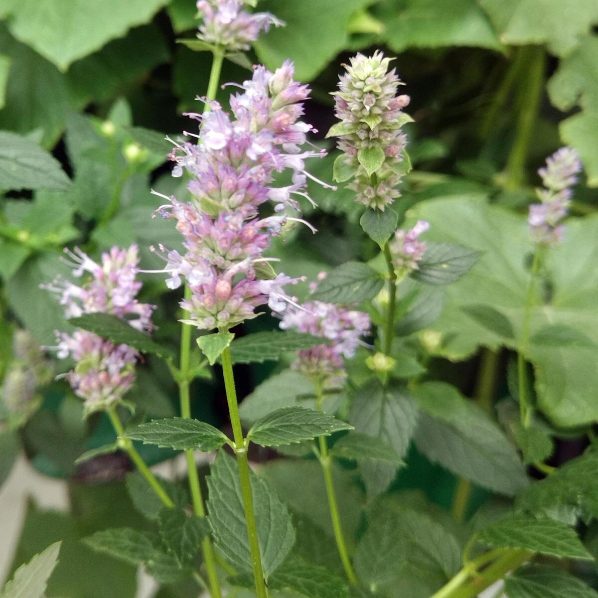 Anise Hyssop / Blue Giant Hyssop (Agastache foeniculum) seeds