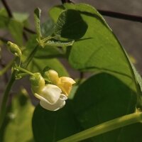 Snap Bean / Dwarf French Bean Canadian Wonder (Phaseolus vulgaris) organic seeds