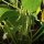 Snap Bean / Dwarf French Bean Canadian Wonder (Phaseolus vulgaris) organic seeds