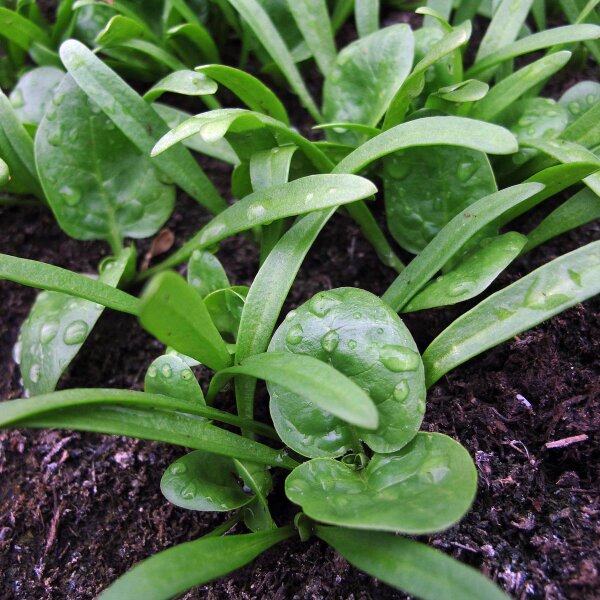 Spinach Matador (Spinacia oleracea) seeds