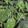 Spinach Matador (Spinacia oleracea) seeds