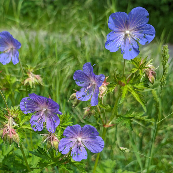 Meadow Cranesbill (Geranium pratense) seeds