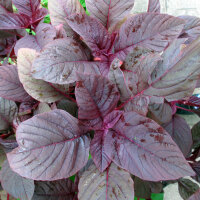 Guernsey Pigweed/ Purple Amaranth (Amaranthus lividus) seeds