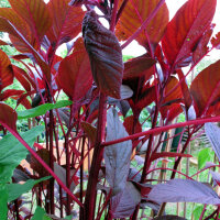 Guernsey Pigweed/ Purple Amaranth (Amaranthus lividus) seeds