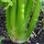 Tall Utah Celery Green Utah (Apium graveolens) seeds