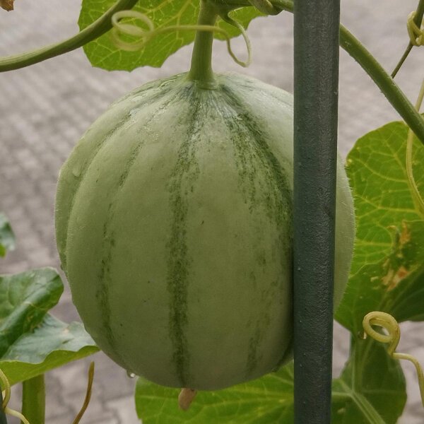 Cantaloupe Melon Charentais (Cucumis melo) seeds