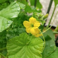 Cantaloupe Melon Charentais (Cucumis melo) seeds