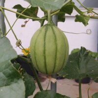 Cantaloupe Melon Charentais (Cucumis melo) seeds