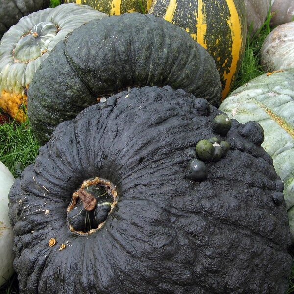 Winter Squash Marina di Chioggia (Cucurbita maxima) seeds