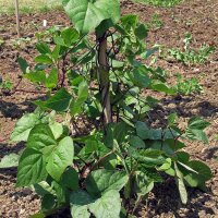 Pole Bean A Cosse Violette (Phaseolus vulgaris) seeds