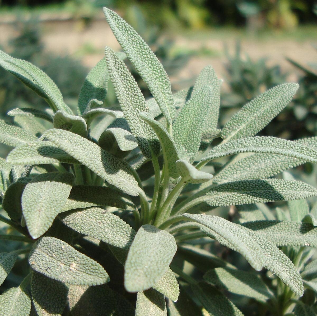 Spanish Sage (Salvia Lavandulifolia) Seeds