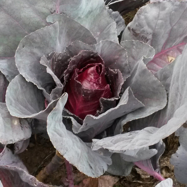 Red Pointed Cabbage Kalibos (Brassica oleracea var. capitata) seeds