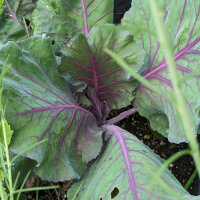 Red Pointed Cabbage Kalibos (Brassica oleracea var. capitata) seeds