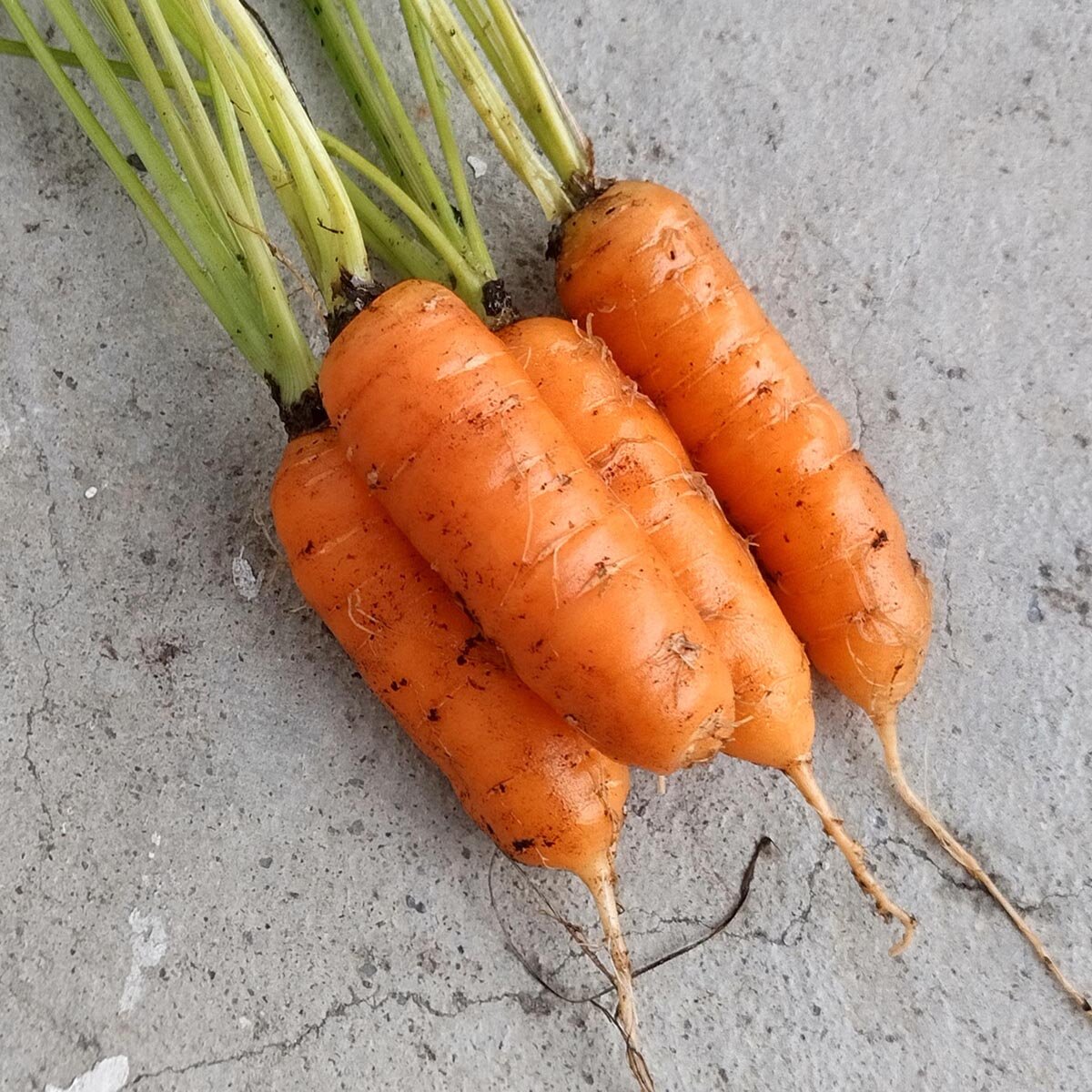 Carrot 'Berlicum' (Daucus carota) seeds