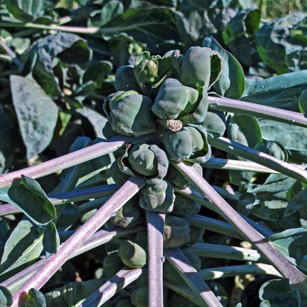 Purple Brussels Sprouts Red Ball (Brassica oleracea var.gemmifera) seeds