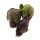 Purple Brussels Sprouts Red Ball (Brassica oleracea var.gemmifera) seeds