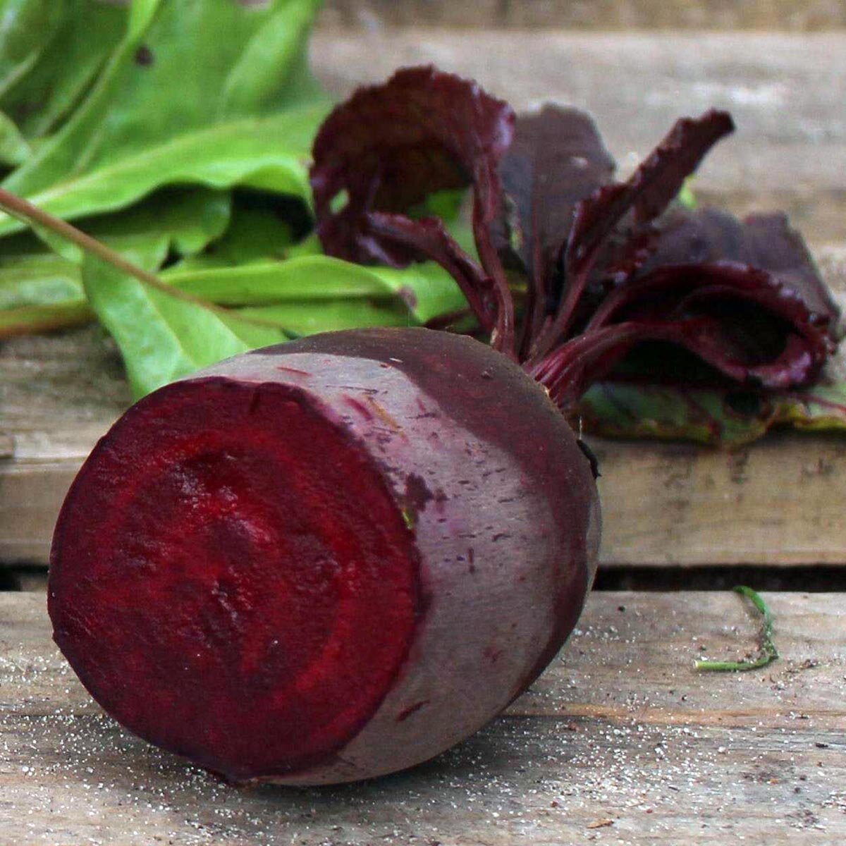 Bull's Blood Beet (Beta vulgaris) seeds