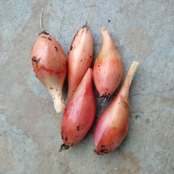 Shallot Zebrune (Allium ascalonicum) seeds