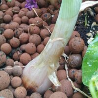 Shallot Zebrune (Allium ascalonicum) seeds