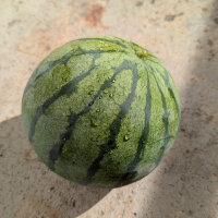 Watermelon Cream of Saskatchewan (Citrullus lanatus) seeds