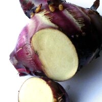 Indian Shot (Canna indica) seeds