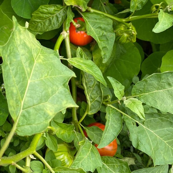 Nakati / Ethiopian Eggplant (Solanum aethiopicum) seeds