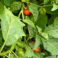 Nakati / Ethiopian Eggplant (Solanum aethiopicum) seeds