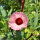 Roselle (Hibiscus sabdariffa) seeds