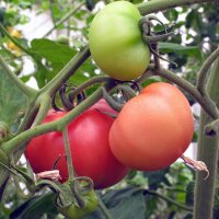 Tomato Rose de Berne (Solanum lycopersicum) Organic seeds