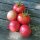 Tomato Rose de Berne (Solanum lycopersicum) Organic seeds