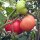 Tomato Rose de Berne (Solanum lycopersicum) Organic seeds