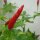 Chili Pepper Piri Piri (Capsicum frutescens) seeds