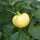 Sweet ApplePepper Yellow Cheese Pimento  (Capsicum annuum) seeds