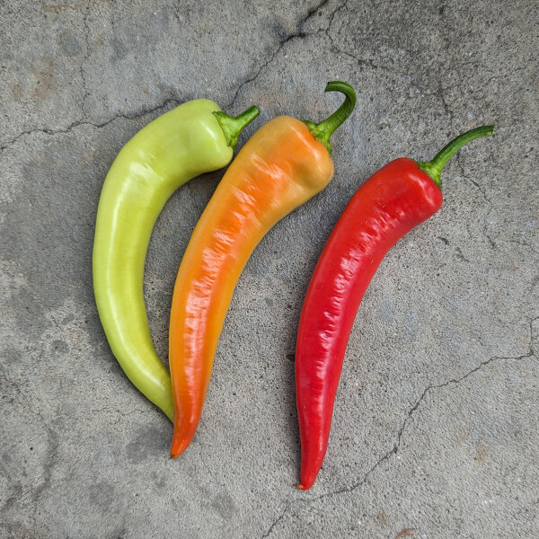 Sweet Banana Pepper (Capsicum annuum) seeds