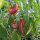 Sweet Banana Pepper (Capsicum annuum) seeds