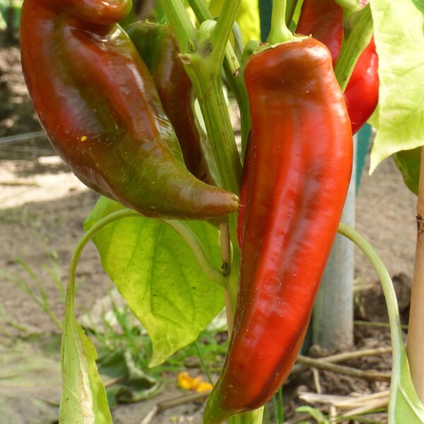 Chili Pepper Hegyes Erös (Capsicum annuum) seeds