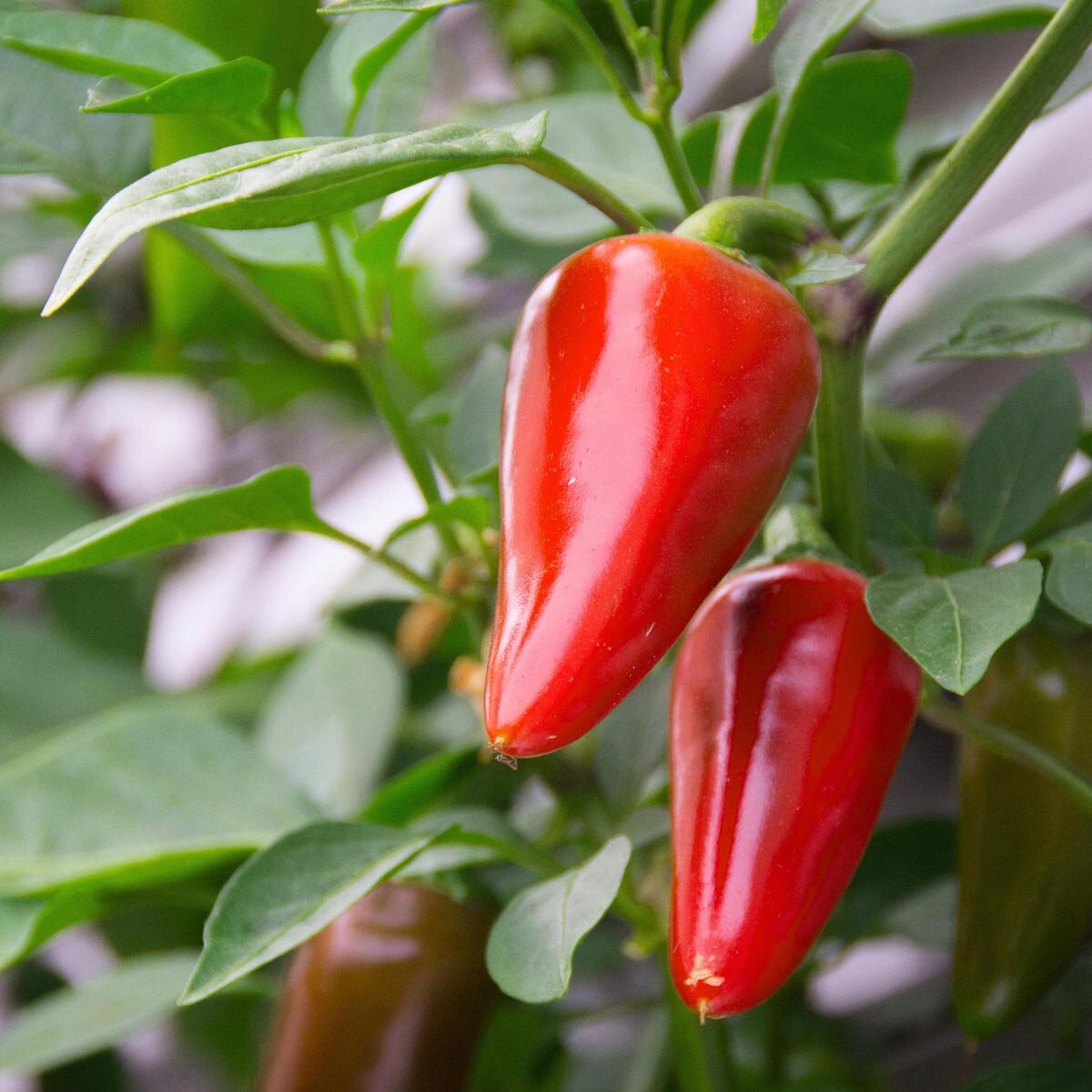 Chili Pepper 'Gorria / Espelette' (Capsicum annuum)