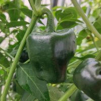 Chili Pepper Chilhuacle Negro (Capsicum annuum) seeds
