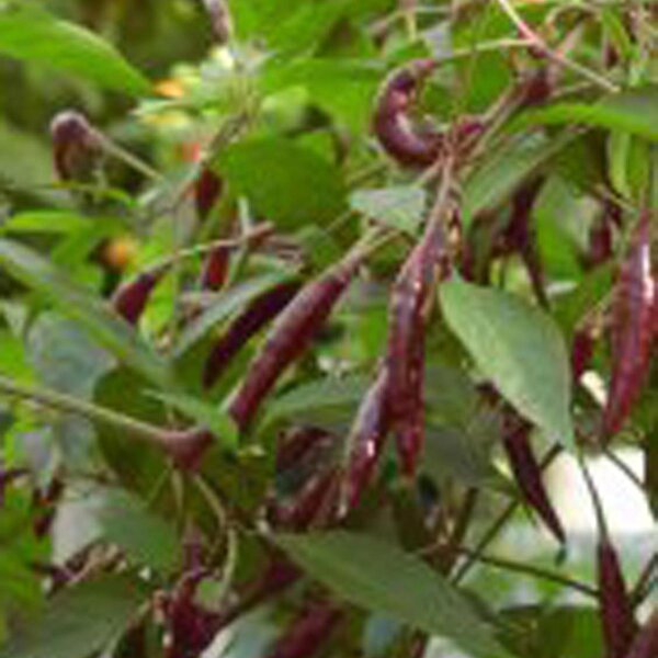 Thai Chili Pepper Kali Mirch (Capsicum annuum) seeds