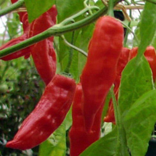 Chili Pepper Aji Verde (Capsicum baccatum) seeds