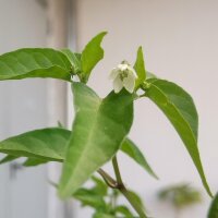 Wild Chilli Pepper Chacoense (Capsicum chacoense) seeds