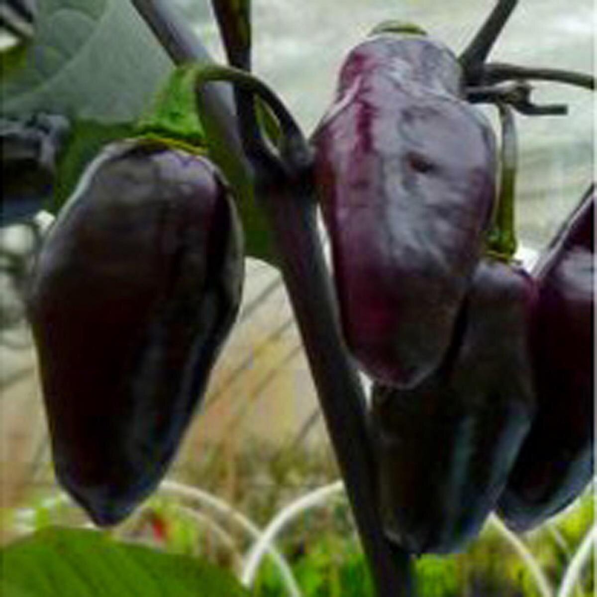 Purple Pepper 'Pimenta Da Neyde' (Capsicum chinense x annuum) seeds