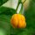 Habanero Pepper Mustard (Capsicum chinense) seeds