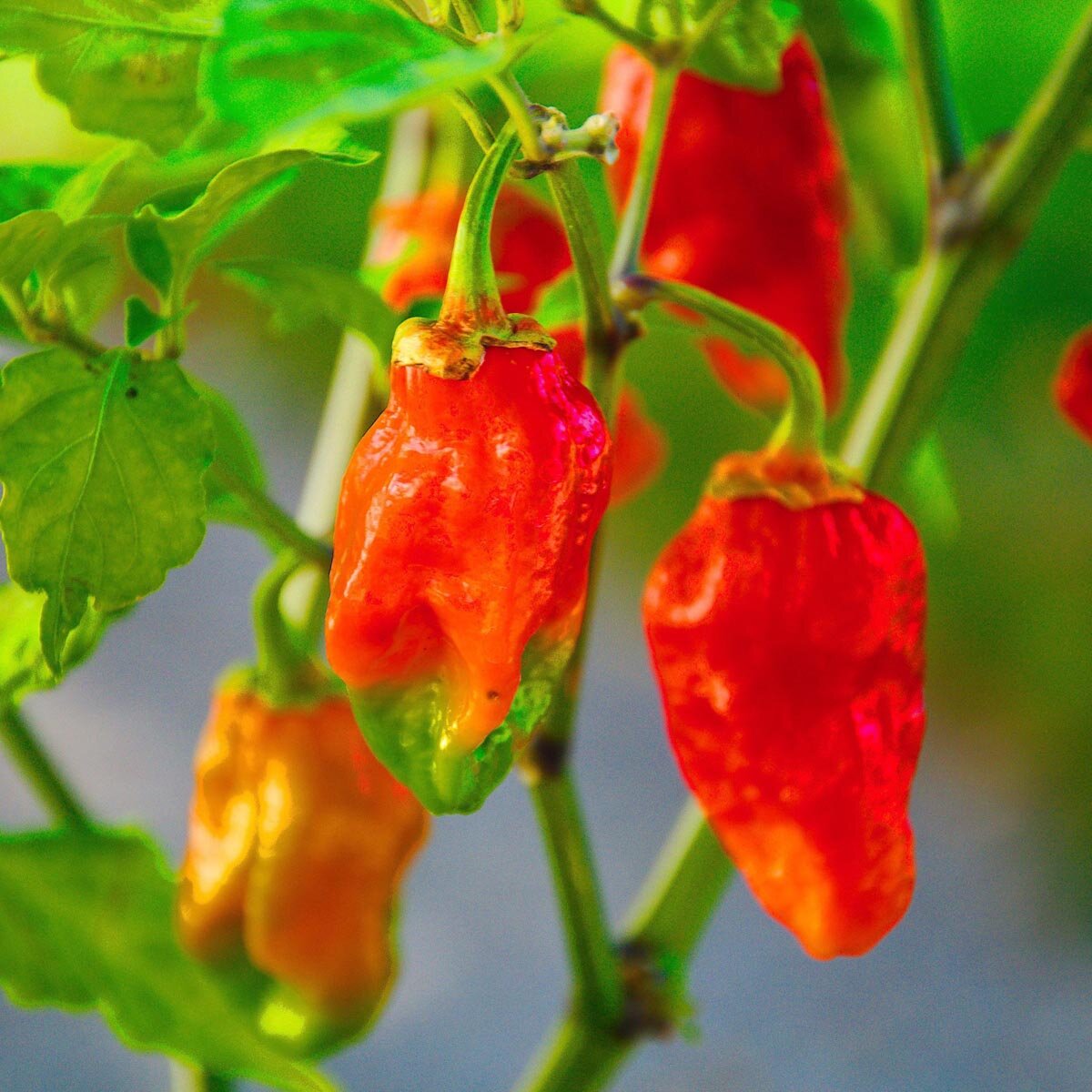 Very Hot Chili Pepper 'Naga Morich' (Capsicum chinense)