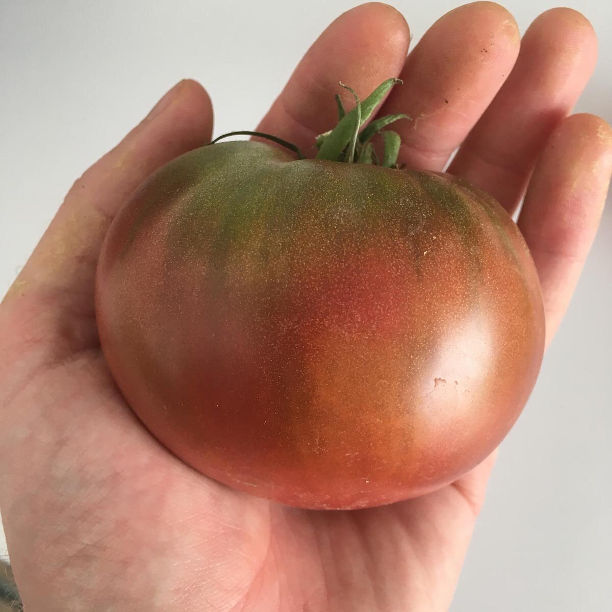 Carbon Tomato Solanum Lycopersicum