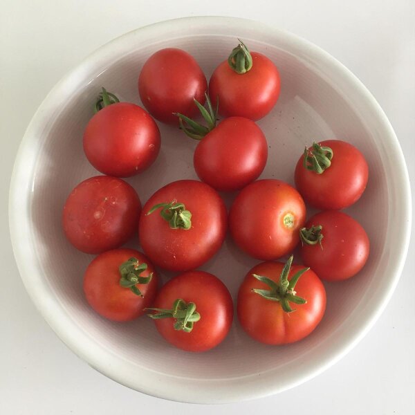 Danish Export Tomato Dansk Export (Solanum lycopersicum) seeds