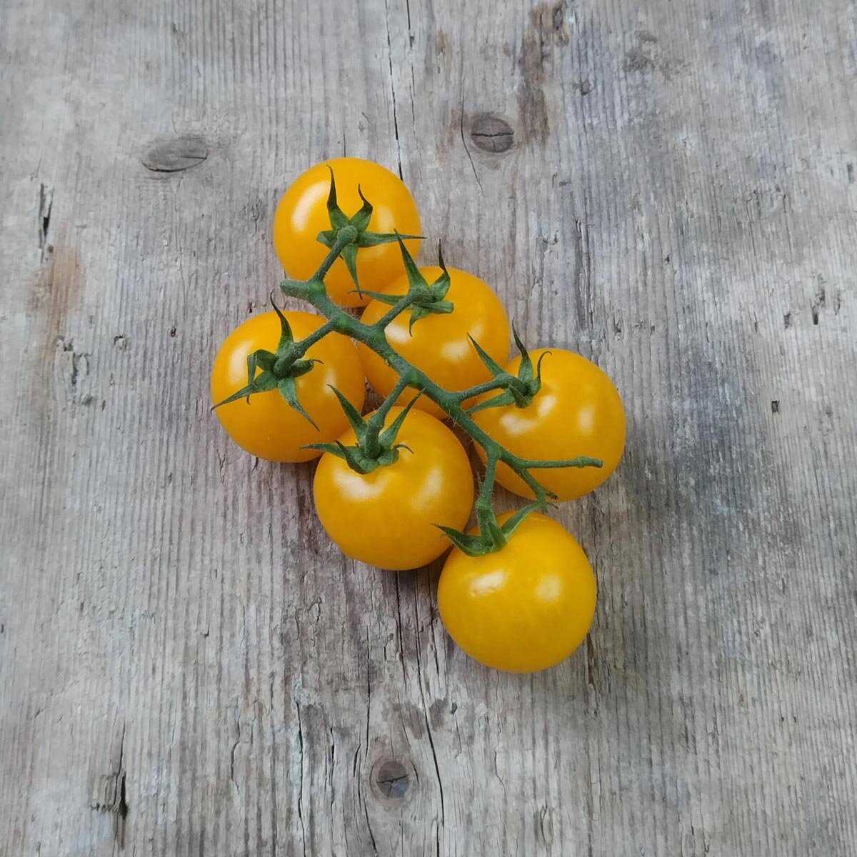 Tomato Brandywine Pink (Solanum lycopersicum) seeds