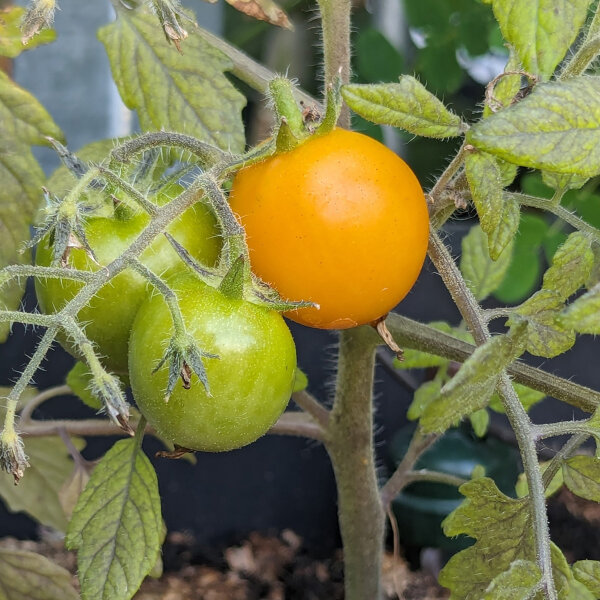 Yellow Pendulina Tomato (Solanum lycopersicum) seeds